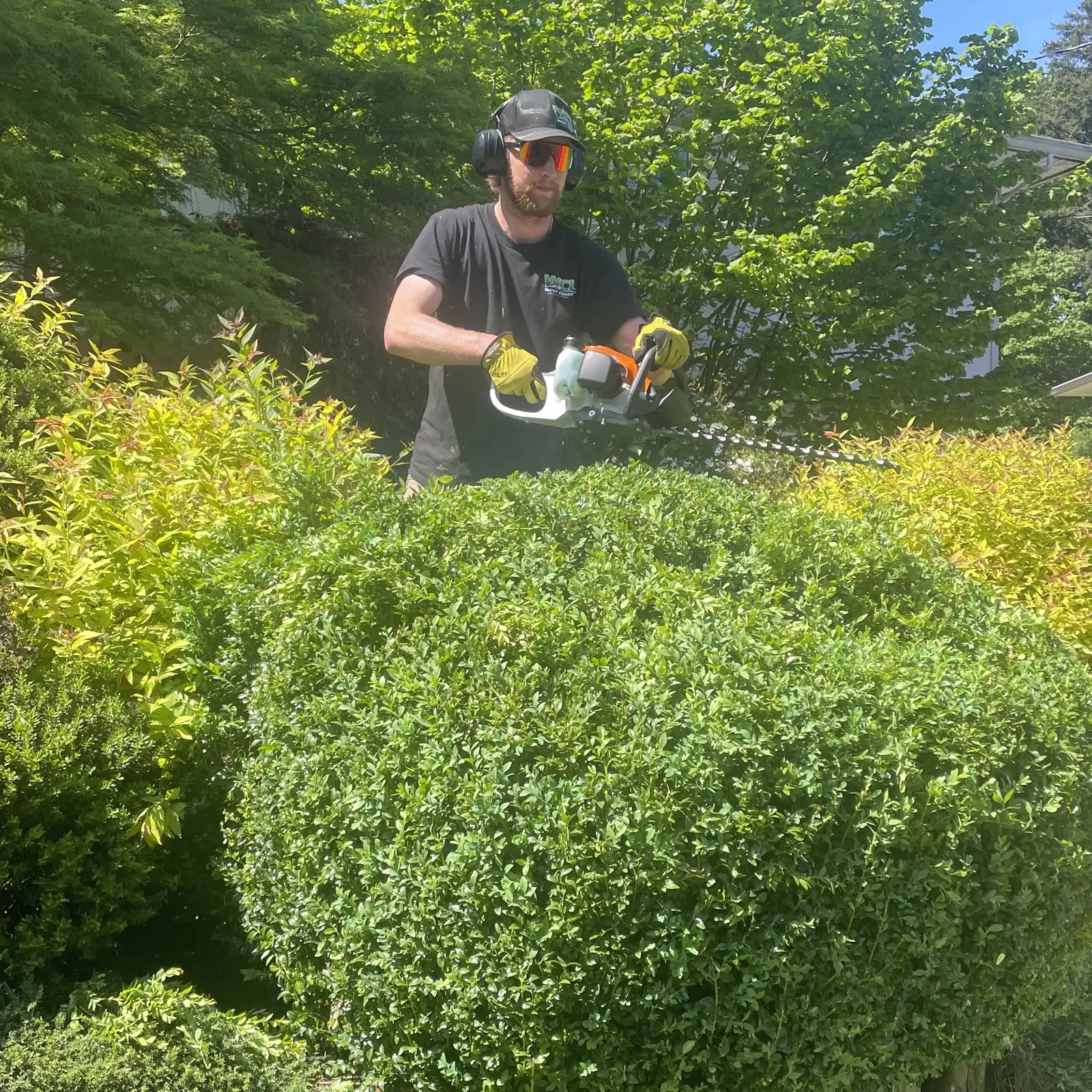 Matthew shaping a boxwood with a commercial hedge trimmer in a Nanaimo garden bed